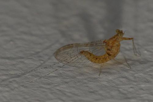 Cloeon dipterum